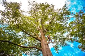 Best Stump Grinding and Removal  in Norwalk, OH