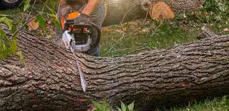 Best Tree Health Inspection  in Norwalk, OH