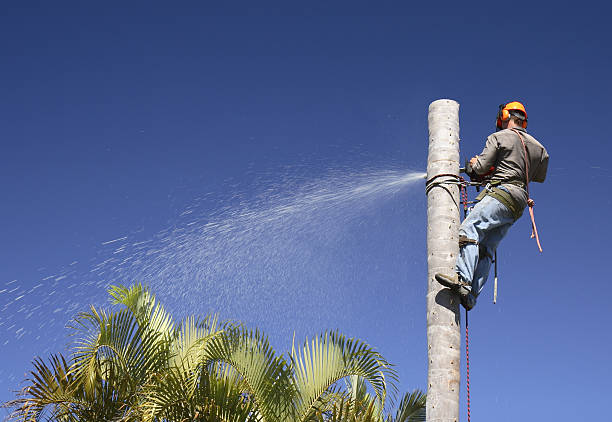 Best Hedge Trimming  in Norwalk, OH