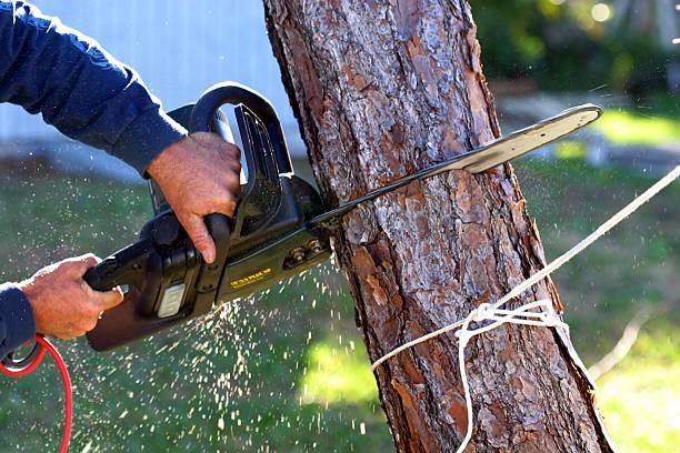 Best Tree and Shrub Care  in Norwalk, OH