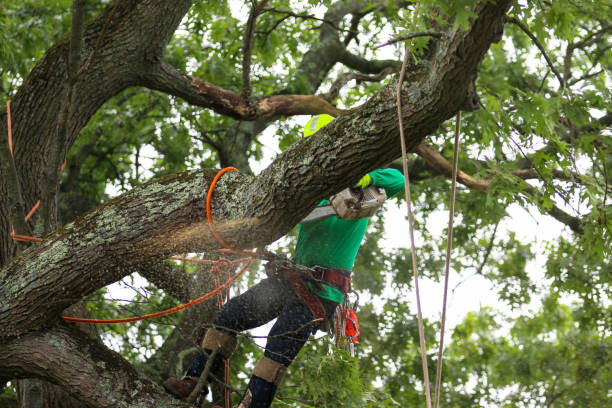 Best Tree Trimming and Pruning  in Norwalk, OH