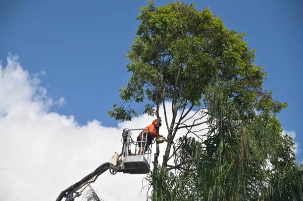  Norwalk, OH Tree Services Pros