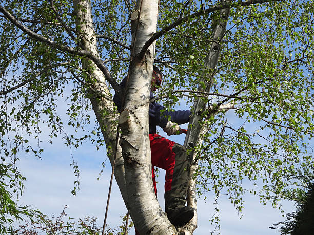 Best Fruit Tree Pruning  in Norwalk, OH