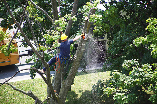 Best Hazardous Tree Removal  in Norwalk, OH