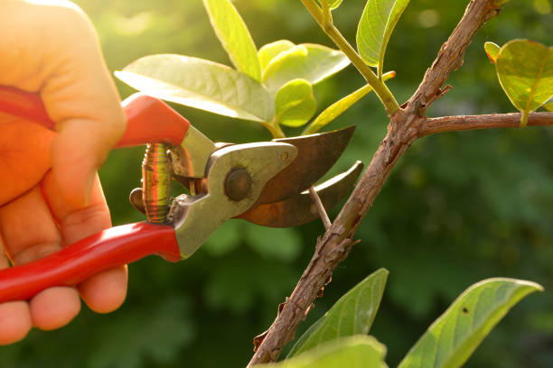 How Our Tree Care Process Works  in  Norwalk, OH