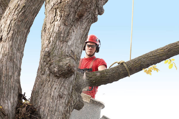 Norwalk, OH Tree Services Company